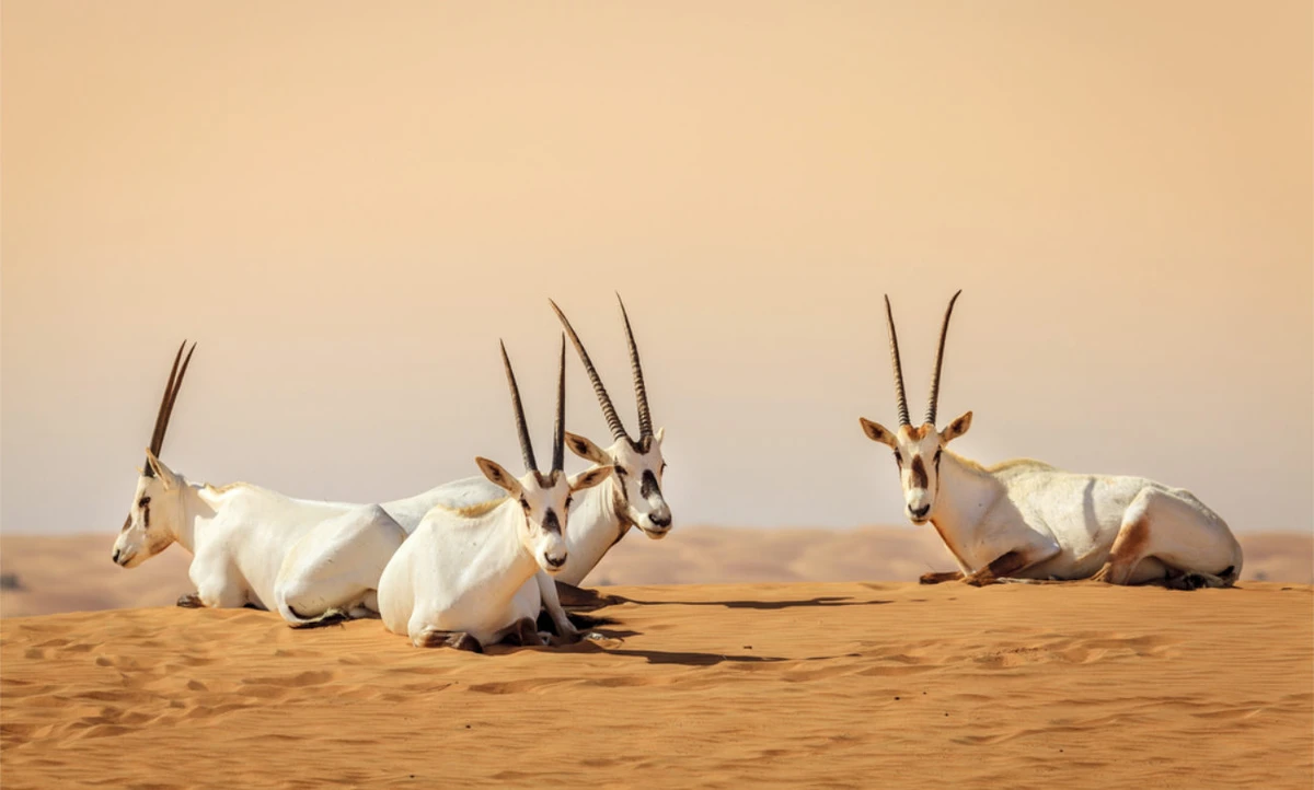 Arabian oryx returns to Saudi deserts