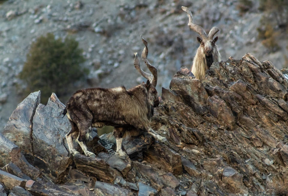Poaching, migration, climate change: The case for Pakistan’s missing markhors