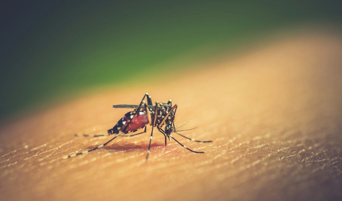 Nearly 2,200 new dengue cases were reported across Sri Lanka in the past two weeks, double the same period last year. (Shutterstock)