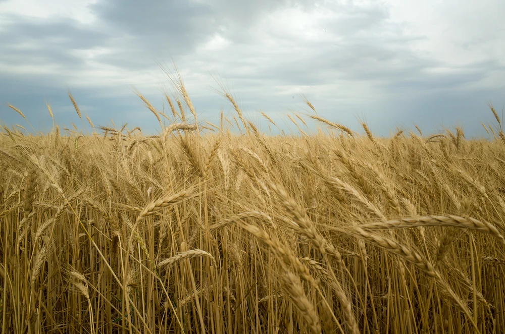 A wheat field in Basra (shutterstock)