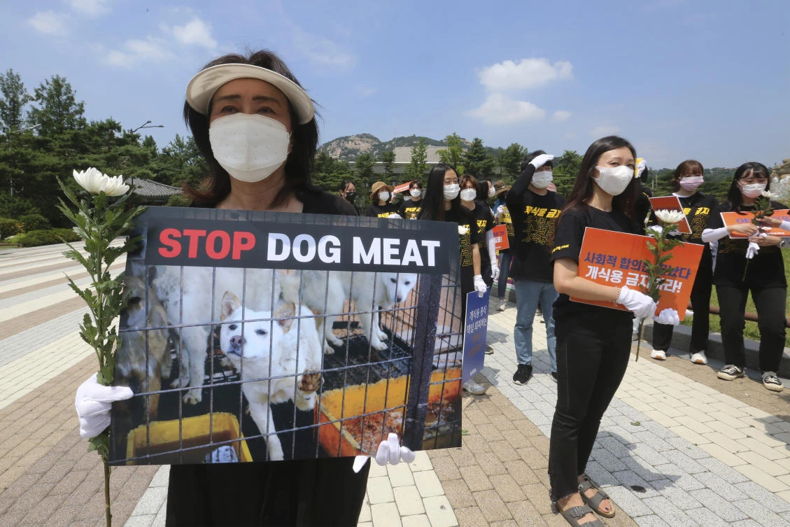 Animal rights groups want a quicker end of the dog meat trade in South Korea. (AP)