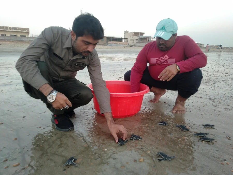 Officials from the Sindh Wildlife Department release baby turtles as they return to the sea in Karachi, Pakistan November 17, 2021. Picture taken November 17, 2021. (Reuters)