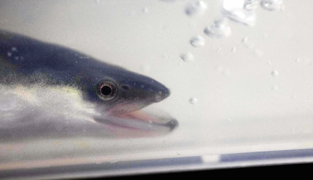 This picture taken on October 25, 2021 shows an eel in an aquarium at the Japan Fisheries Research and Education Agency in a suburb of Minamiizu, Shizuoka prefecture. (AFP)