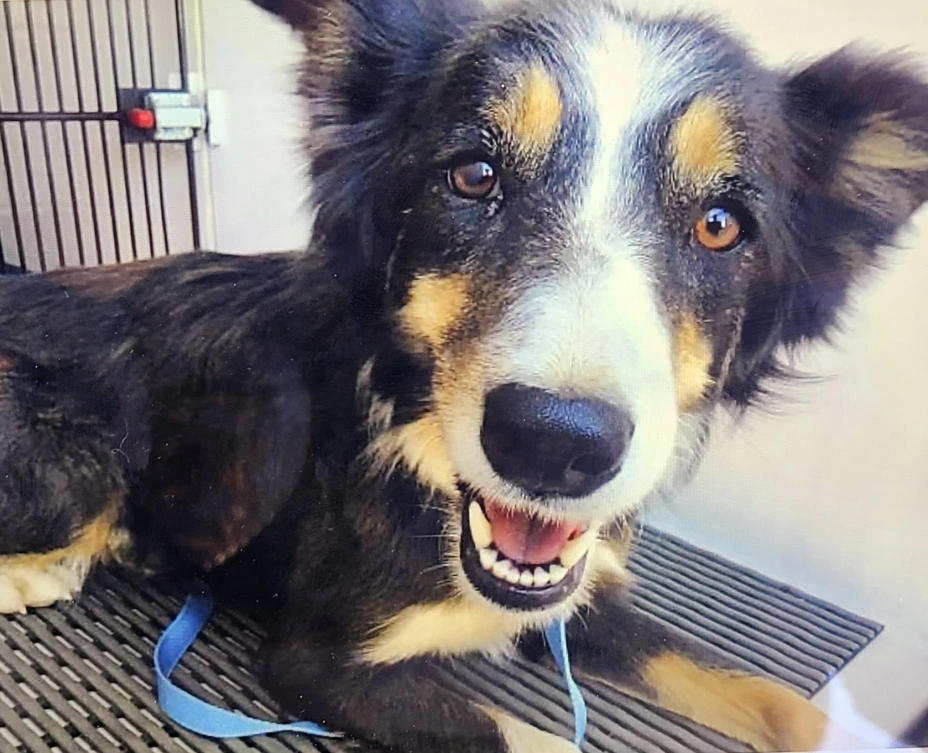 Colorado dog that was missing for 2 weeks rescued from ledge