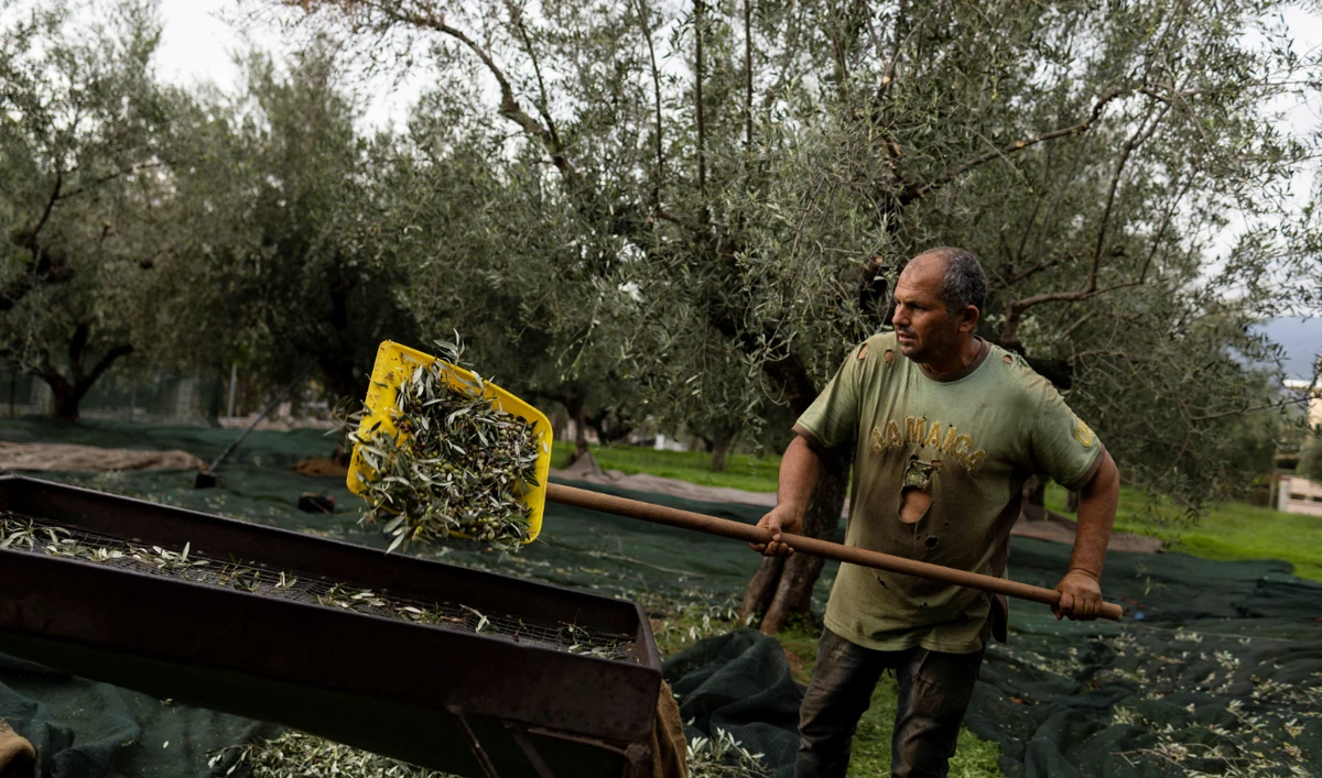 A worker gathers olives at the olive grove of Christos Aggelis in Kalamata, Greece, November 13, 2021. (REUTERS)
