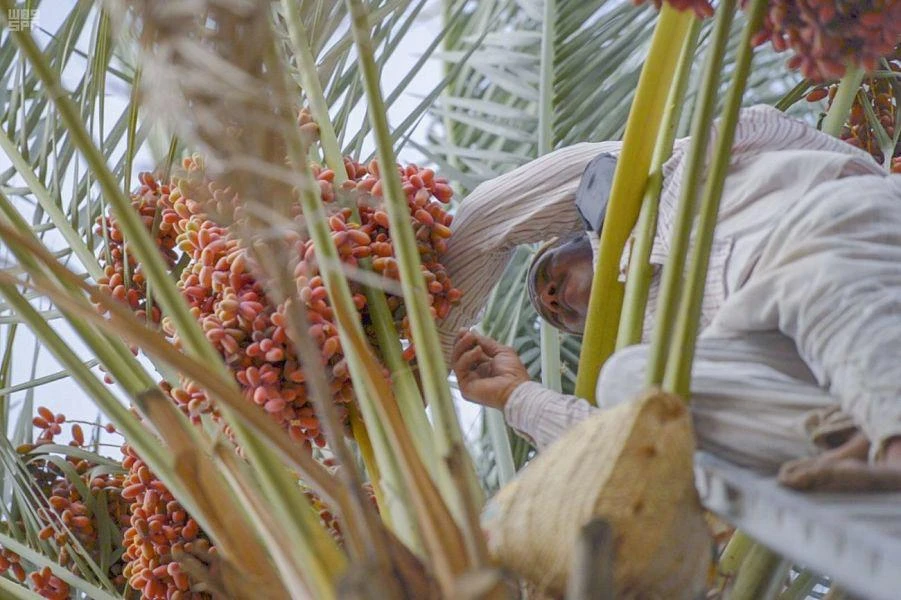 The second edition of the International Date Fair launched at the Riyadh International Convention and Exhibition Centre, with the participation of Saudi producers and others involved in the industry. (Supplied)