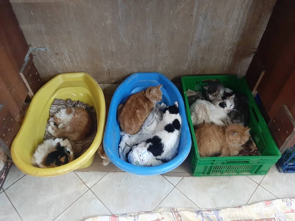 STAR provides shelter to nearly 2,000 cats and dogs in southern Syria. (@syrianteamanimalrescue)