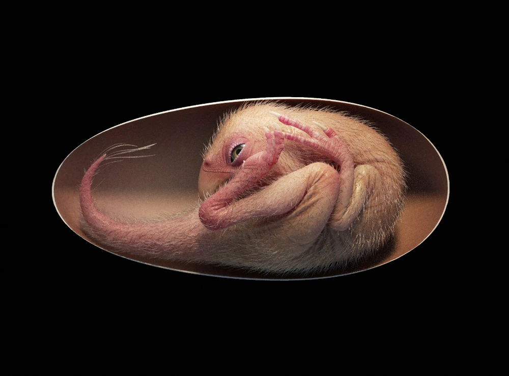 Perfectly preserved dinosaur embryo was preparing to hatch like a bird