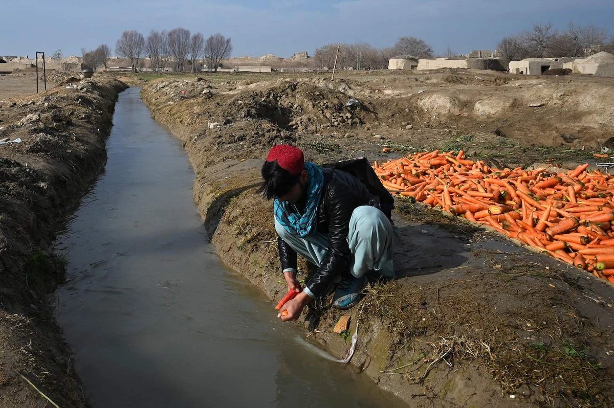 A boy washes carrots in a canal in Balkh, northwest of Mazar-i-Sharif on December 22, 2021. (AFP)