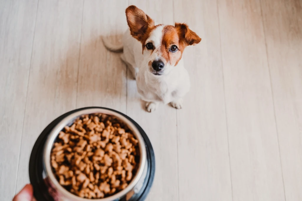 Holiday gifts taken from luggage, replaced with dog food