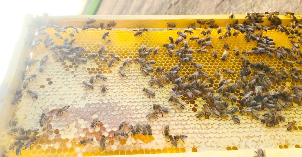 Saudi mother-of-six finds sweet success with her ‘kingdom of bees’