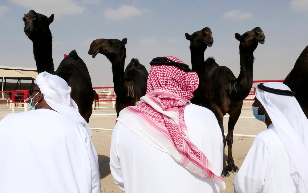 In UAE desert, camels compete for crowns