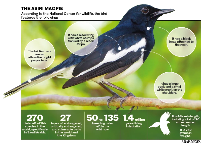 Asir Magpie: A rare endangered bird in Saudi Arabia to go extinct if not protected