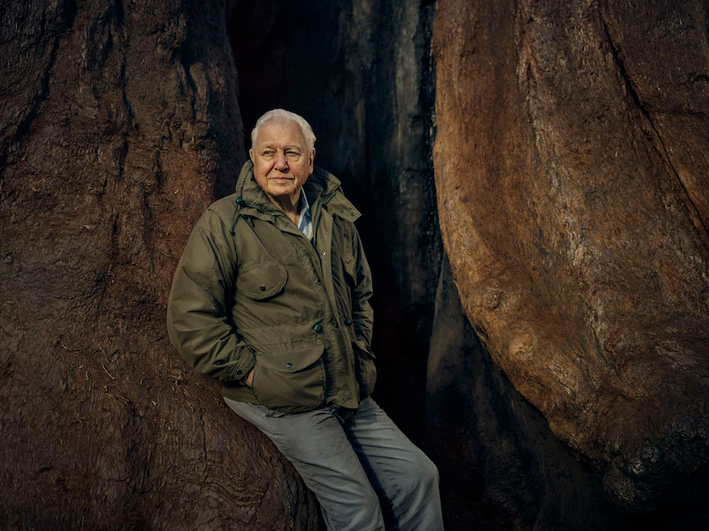 Sir David Attenborough sounds fresh call to save plant life with BBC production ‘The Green Planet’ TV series