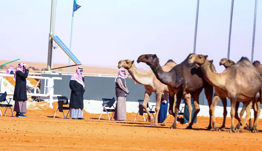 Women compete in Saudi festival’s camel beauty contest for first time