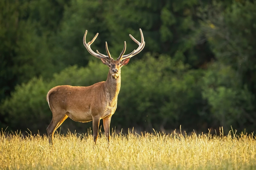 Live deer found in car’s hatchback during traffic stop