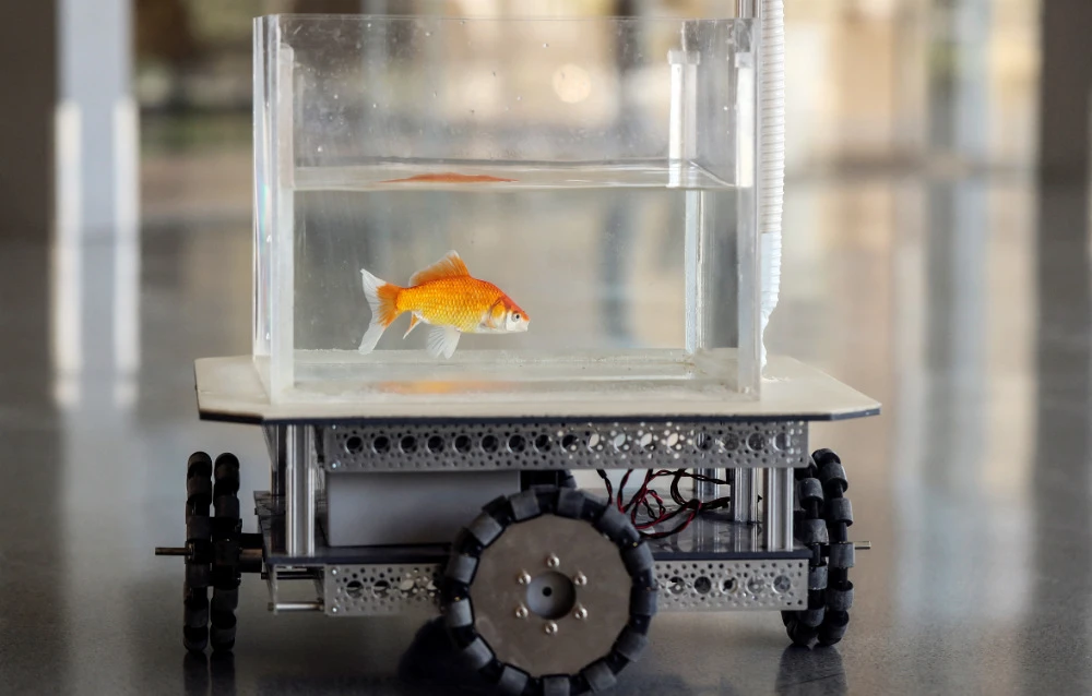 A goldfish navigates on land using a fish-operated vehicle developed by a research team at Ben-Gurion University in Beersheba, Israel, January 6, 2022. (REUTERS)