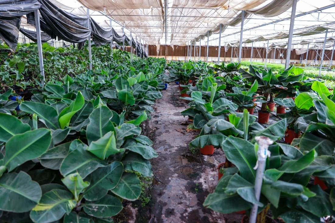 Exotic plants are also featured among flower varieties including lilium, chrysanthemum, Casablanca, spray roses, and tulips and visitors are invited to pick and sample fresh vegetables along the way. (Photo by Saad Aldossari)