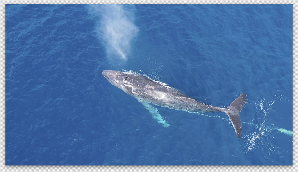 Search on for humpback whale entangled in debris off Hawaii