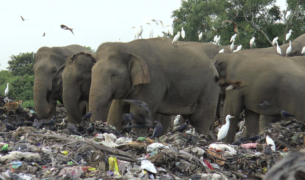Wild elephants scavenge for food at an open landfill in Pallakkadu village in Ampara district, about 210 kilometers east of the capital Colombo, Sri Lanka. (AP)