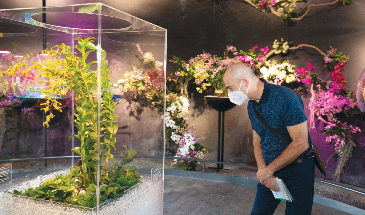 Accompanying the symphony of more than 50 orchids that reside at the Flower Cone, the new orchid hybrid will be displayed at the Singapore Pavillion.