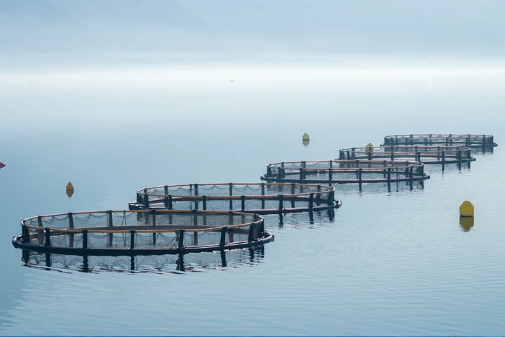 Saudi Fisheries pioneers the journey of the Kingdom’s marine industry