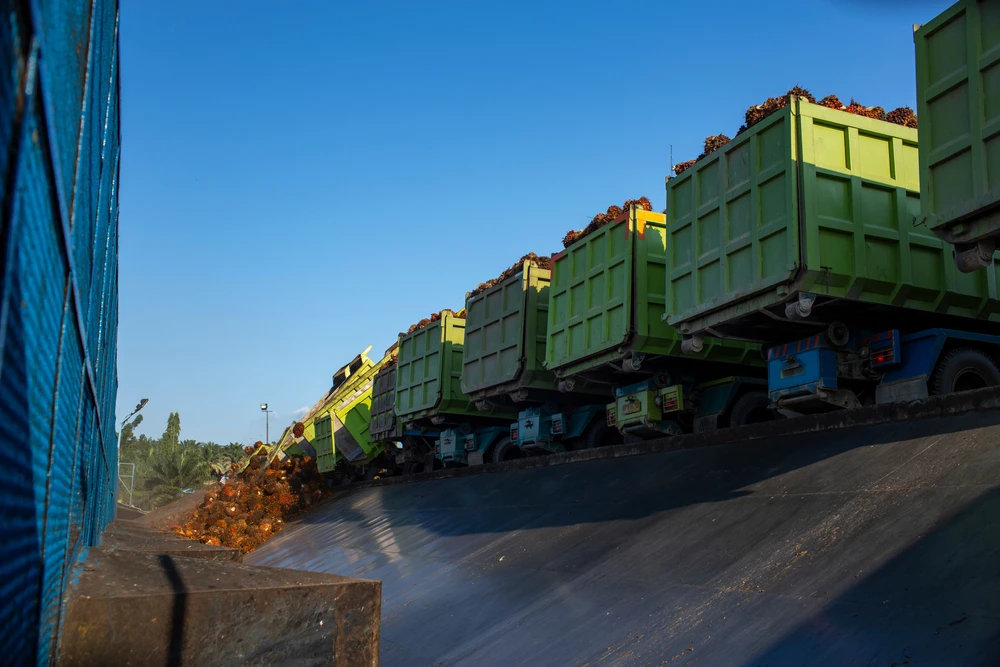Rows of green trucks unloading palm fruit at a loading dock for a palm oil processing factory. Shutterstock.