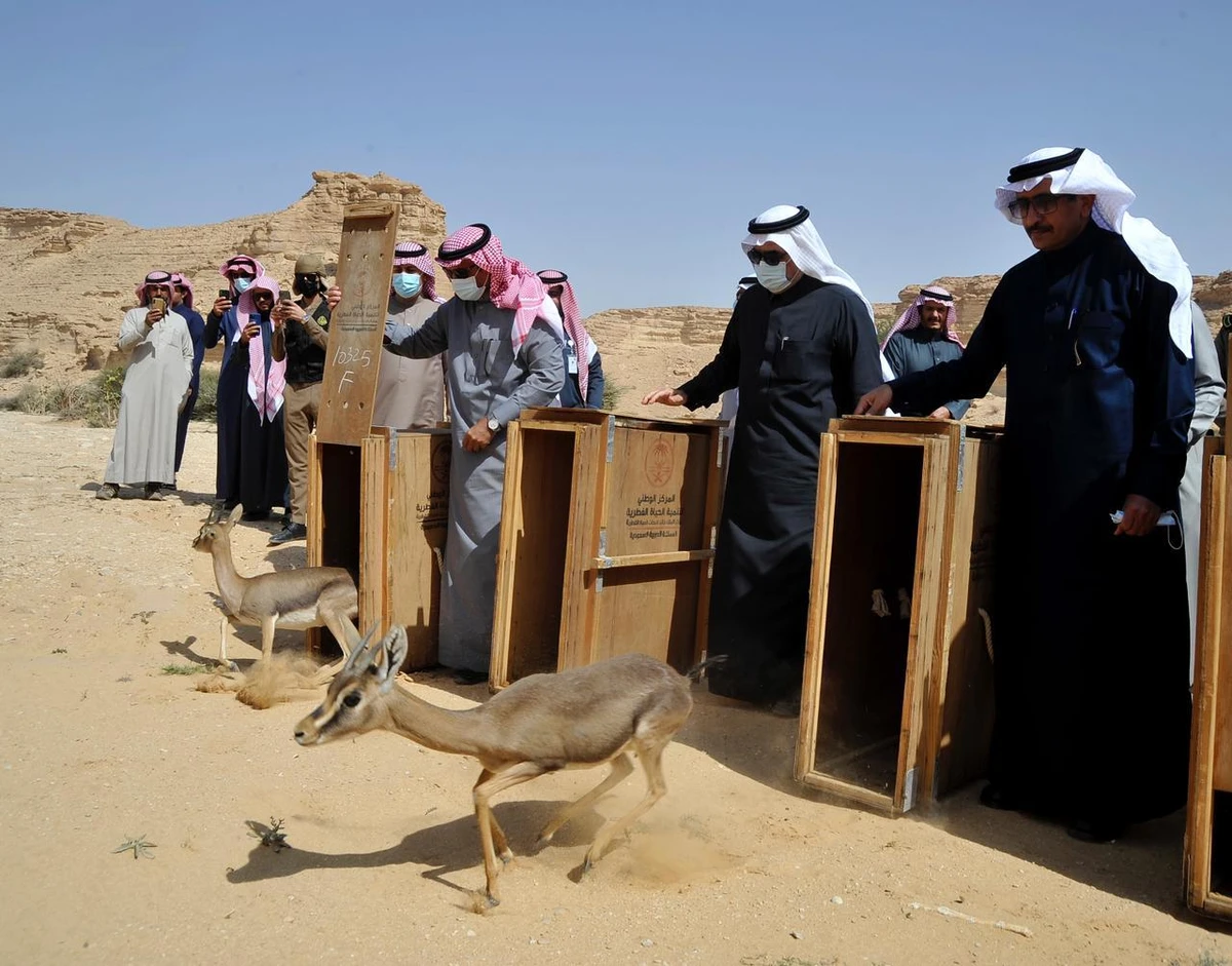 Wildlife center releases 22 endangered animals into Saudi protected area