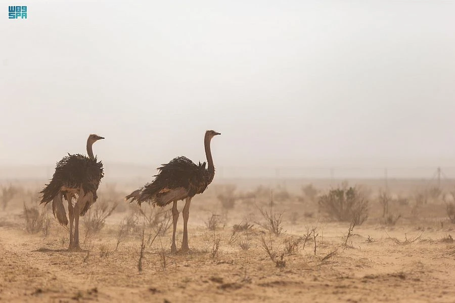 Saudi authorities release wild species in reserve to restore ecological balance