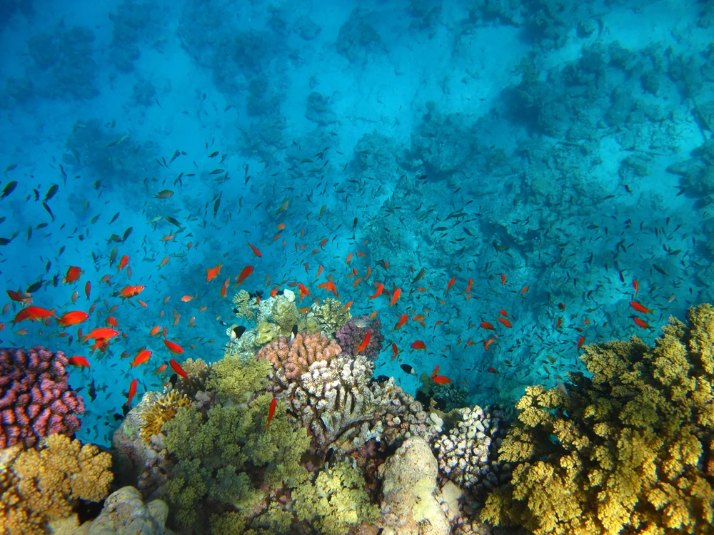 NEOM aims to lead research and development of Red Sea aquaculture
