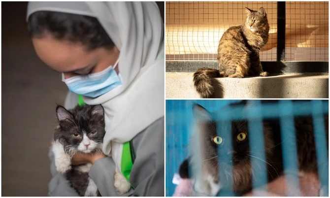 In Saudi Arabia, one woman raises awareness about animal welfare one rescue at a time