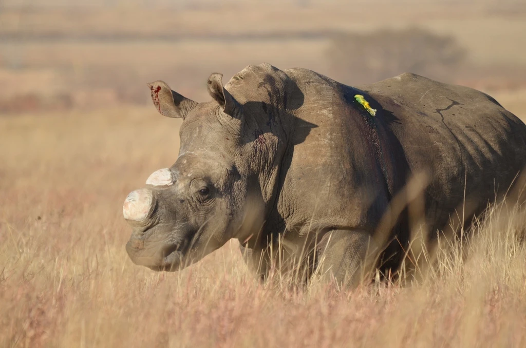 Uptick in rhino poaching as S.Africa eases virus curbs
