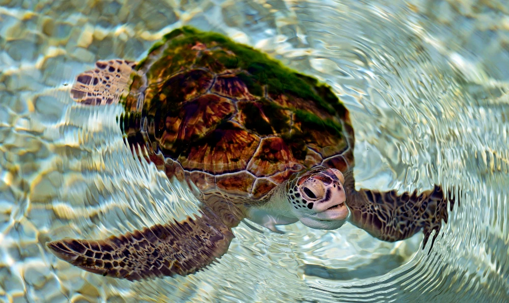 Turtles dying from eating trash show plastics scourge