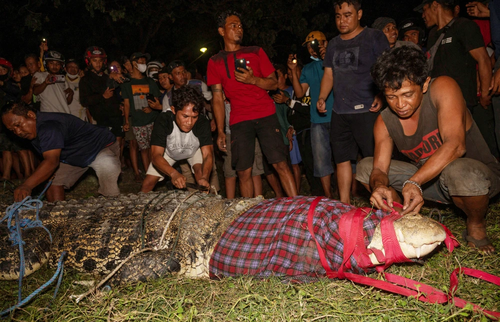 Indonesian croc freed after five years trapped in tyre