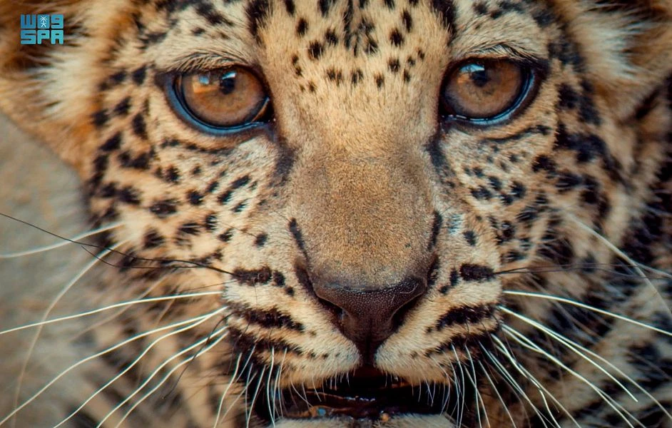Saudi Arabia declares Feb. 10 ‘Arabian Leopard Day’