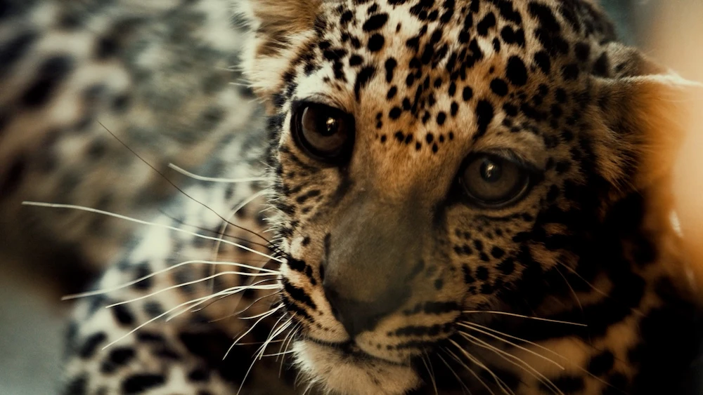 How the ‘critically endangered’ Arabian leopard is being returned to the wild in Saudi Arabia