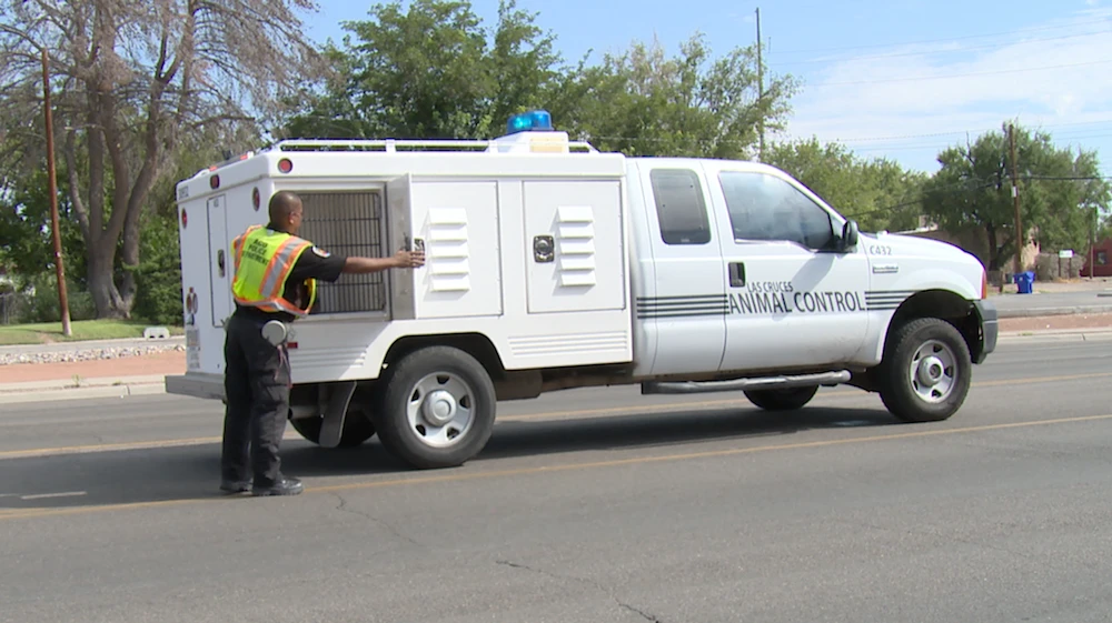 The two dogs, German shepherds, which attacked Saad Al-Anazi were taken into custody by Doña Ana County animal control (Courtesy of City of Las Cruces)
