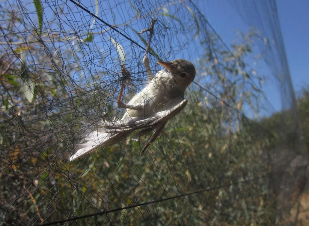 BirdLife Cyprus sees ‘worrying’ spike in migratory bird killings
