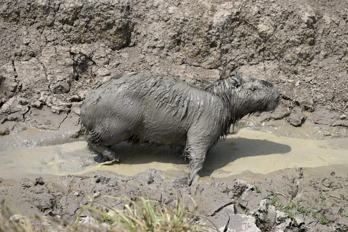 Capybaras, marsh deer, anteaters flee Argentina wildfires; many don’t escape