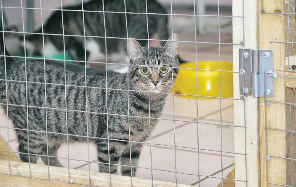 ‘Adopt, don’t shop’ number one motto for Saudi pet shelters