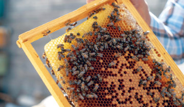 Honey farm