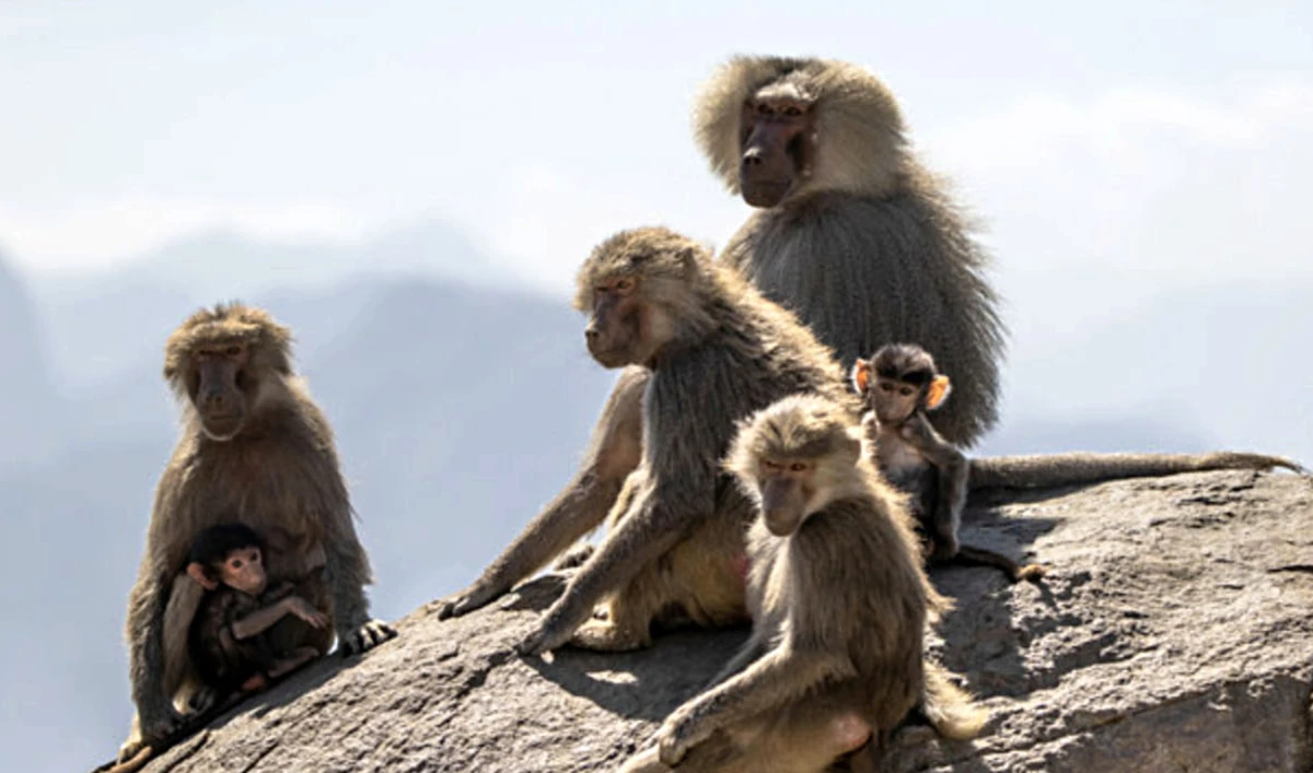 Baby baboons abandoned by owners left with Jeddah dog shelter