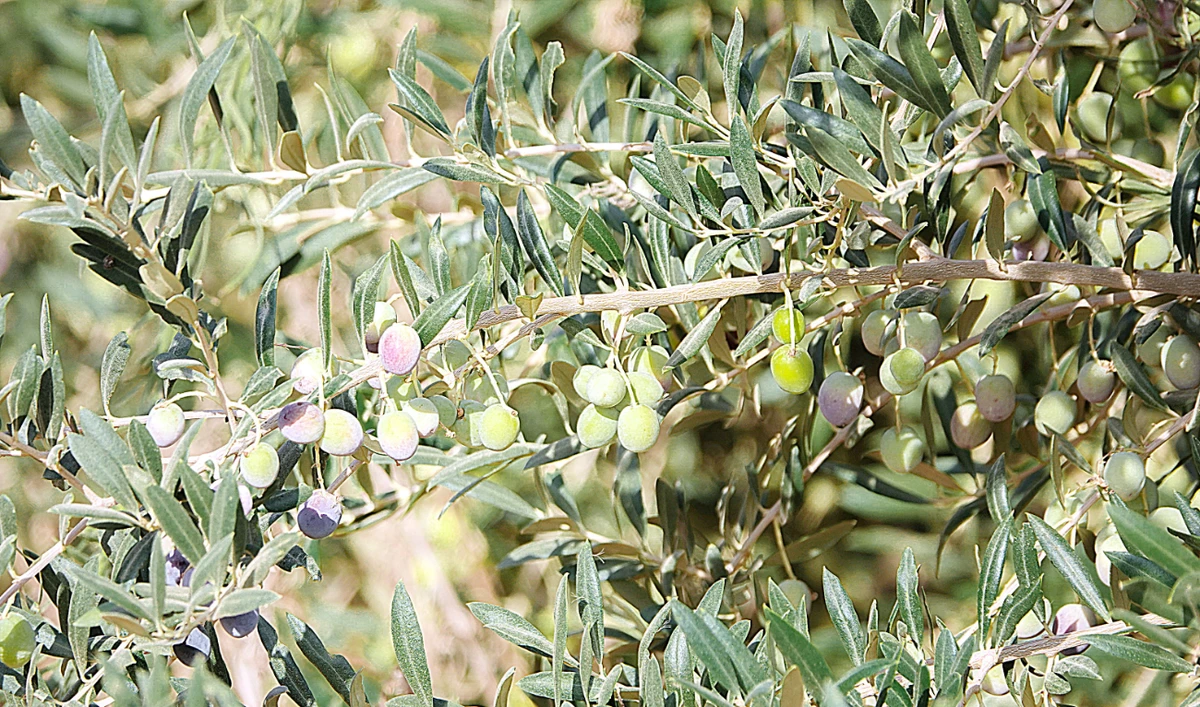 In Kingdom’s ‘olive basket,’ Saudi festival to give local producers a post-pandemic lift