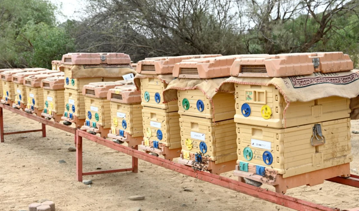 Environment Ministry launches mobile clinic to detect honeybee diseases