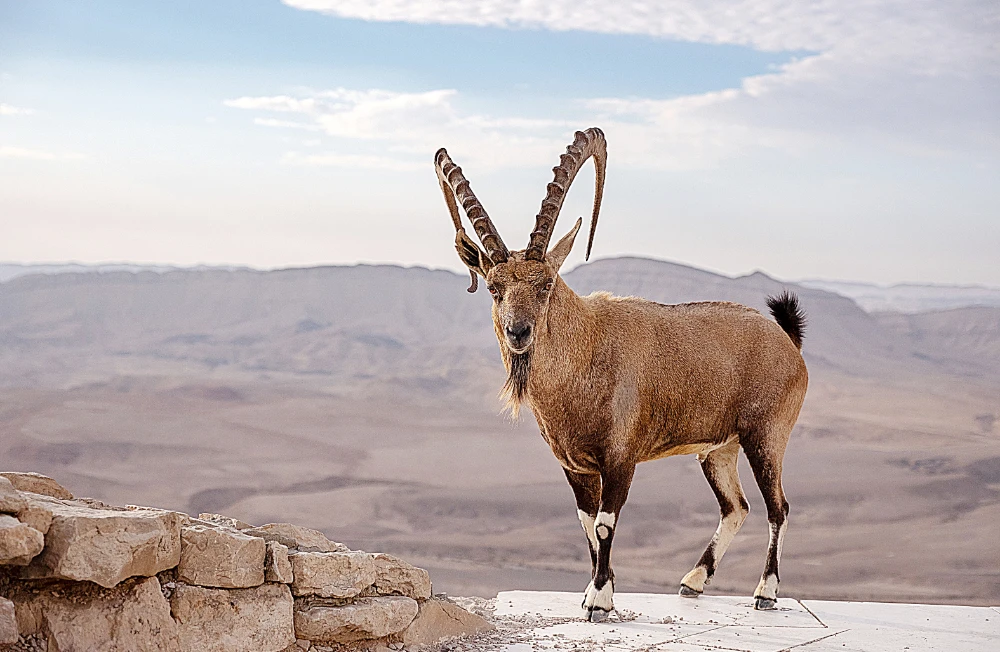 Native species return home as Saudi Arabia heeds call of the wild