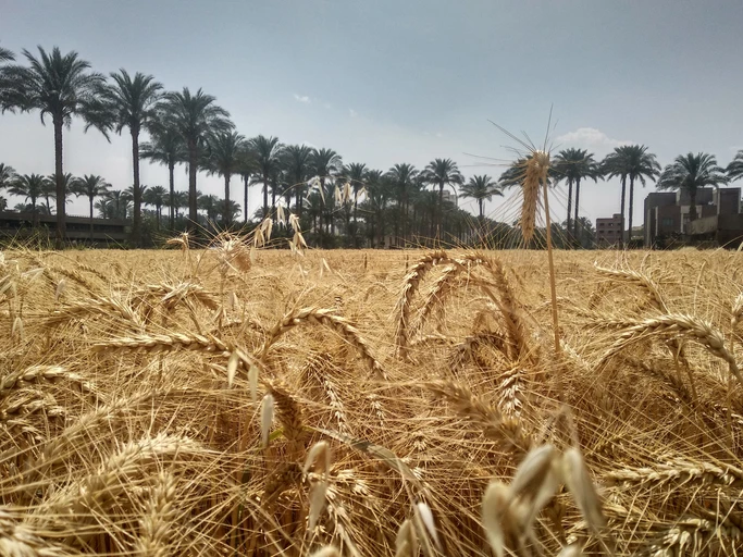 Conflict between world’s top wheat exporters may raise Egypt’s costs by $955m