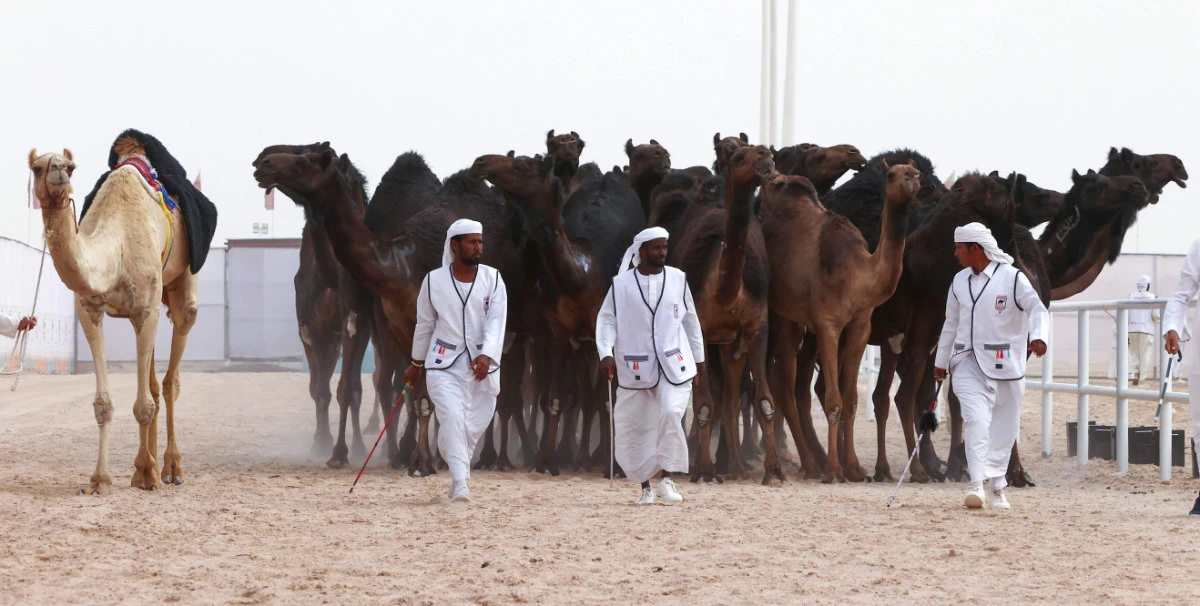 Comely camel pouts its way to record beauty prize in Qatar