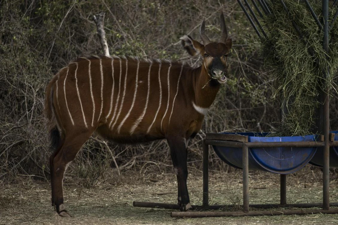An adult female Mountain Bongo feeds from a trough in a breeding pen at the Mount Kenya Wildlife Conservancy where five of the antelopes were released into protected sanctuary. (Tony Karumba/AFP)