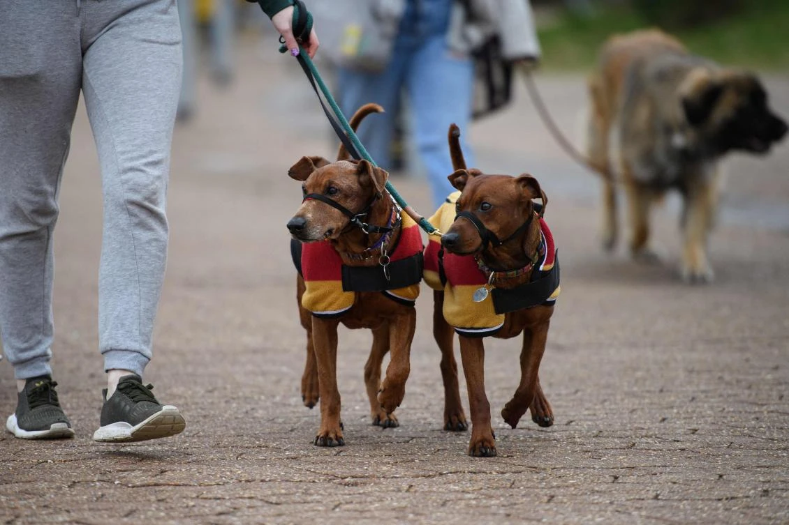 Russian dogs absent as Crufts returns