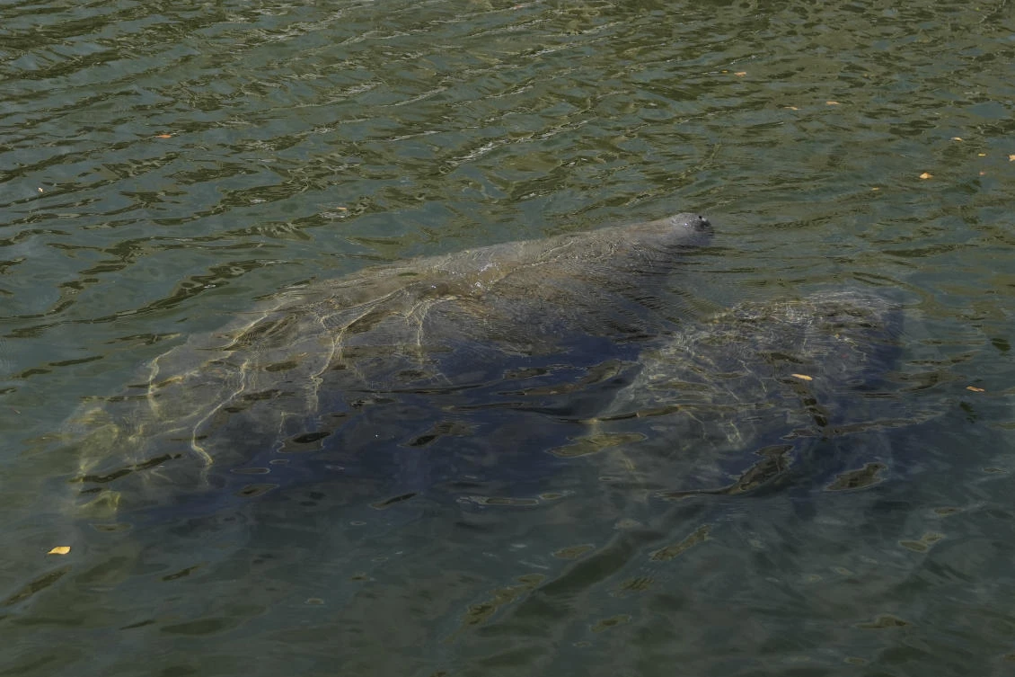 Divers search park after remains found in gator’s mouth